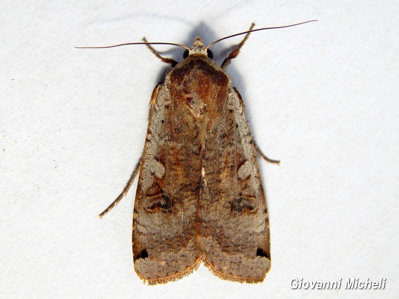 Noctuidae da ID - Noctua pronuba